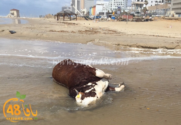 cow yaffa seak3 (1).JPG